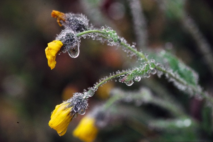 Fonds d'cran Nature Fleurs Flore alpine