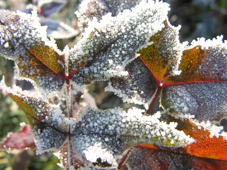 Fonds d'cran Nature Saisons - Hiver Parure hivernale