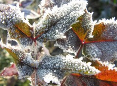 Fonds d'cran Nature Parure hivernale