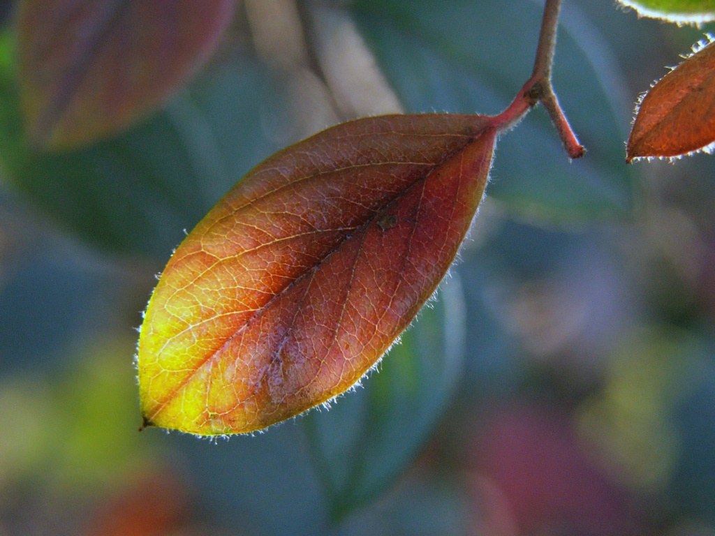 Fonds d'cran Nature Feuilles - Feuillages Se dorant au  soleil d'hiver...