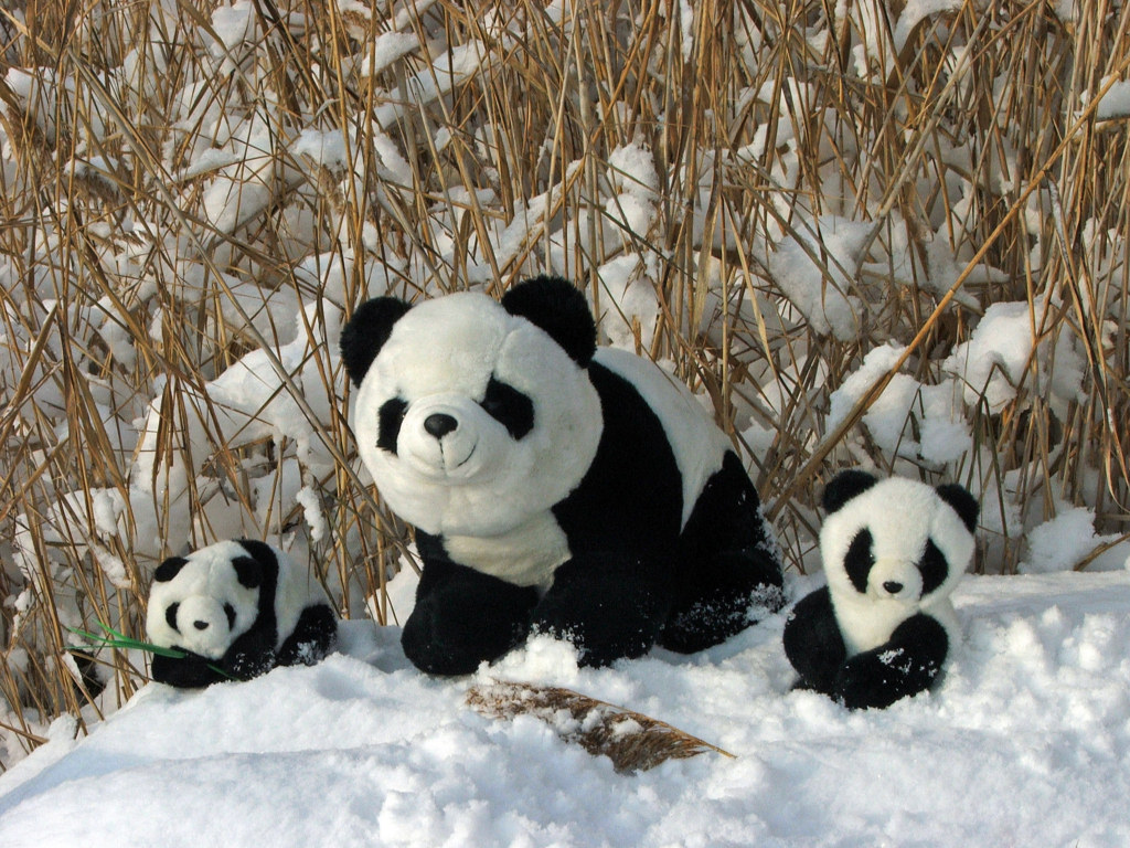 Fonds d'cran Objets Peluches La Famille Panda