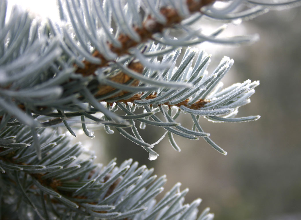 Fonds d'cran Nature Saisons - Hiver Froid