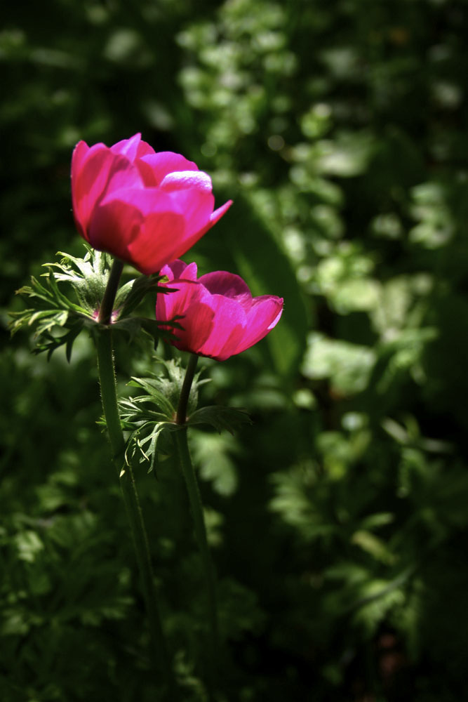 Fonds d'cran Nature Fleurs Anmones