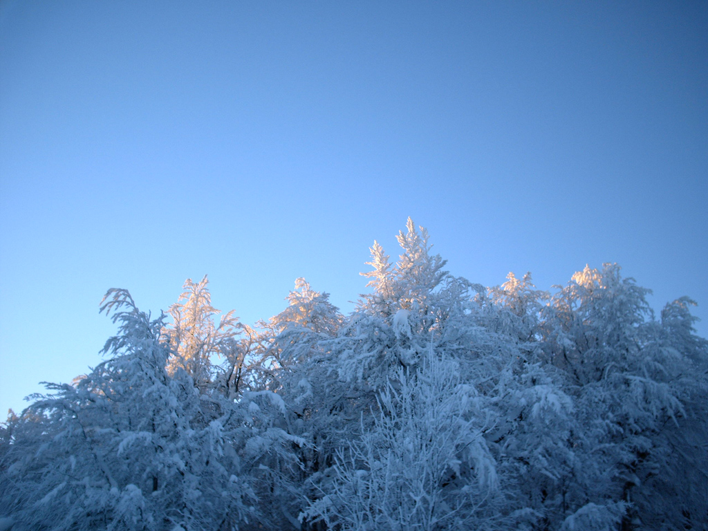 Wallpapers Nature Trees - Forests Petit rayon de soleil