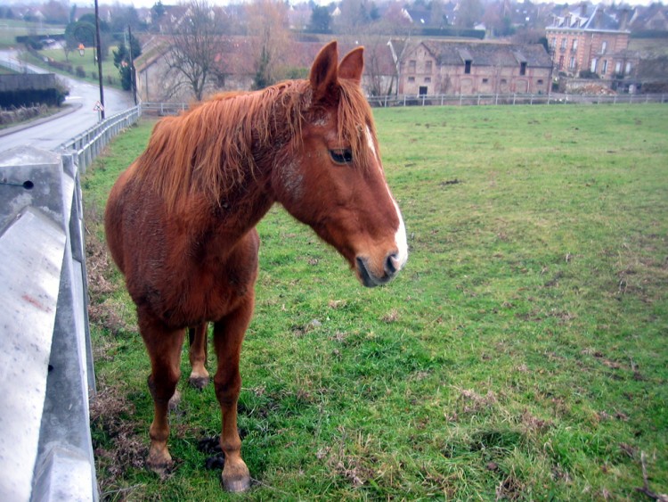 Fonds d'cran Animaux Chevaux C'est mon meilleur profil!!