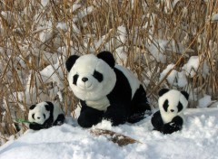 Fonds d'cran Objets La Famille Panda