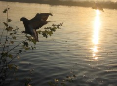 Fonds d'cran Animaux Pigeon, pie jonc!!