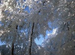 Fonds d'cran Nature Arbres enneigs