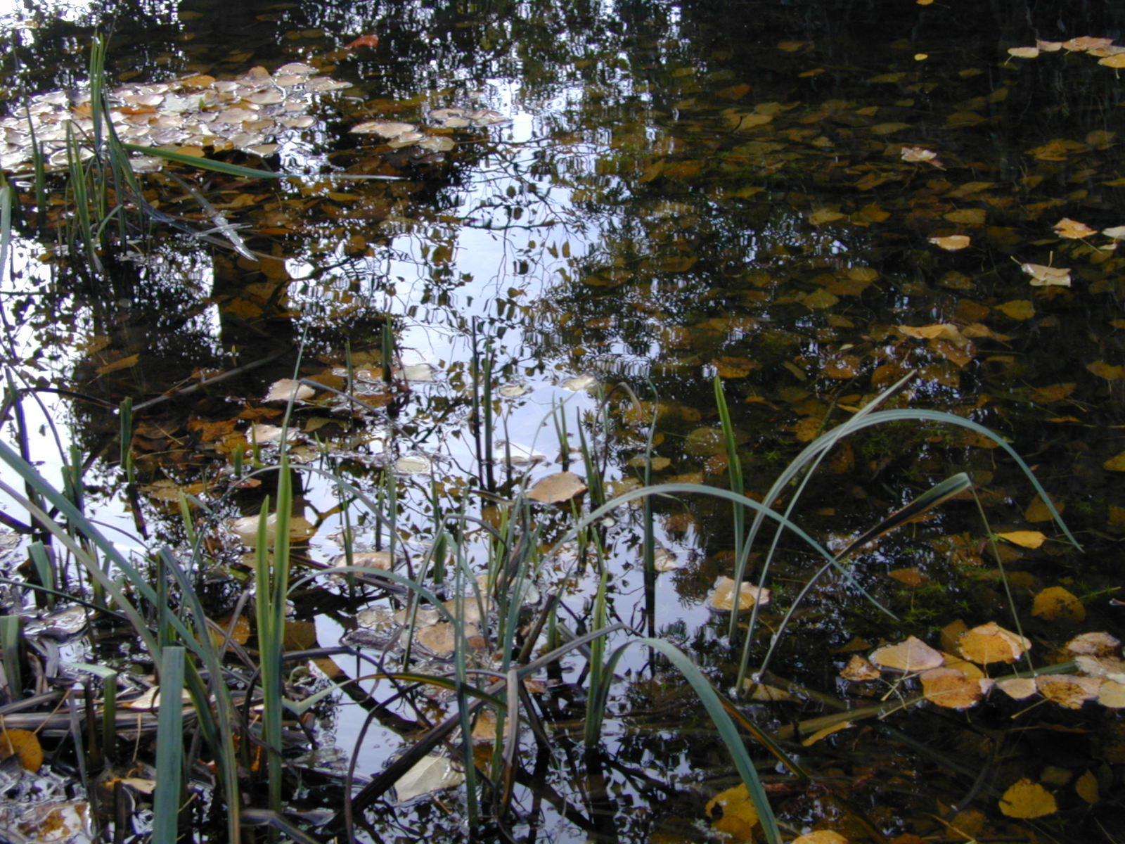 Wallpapers Nature Water - Reflection Reflets