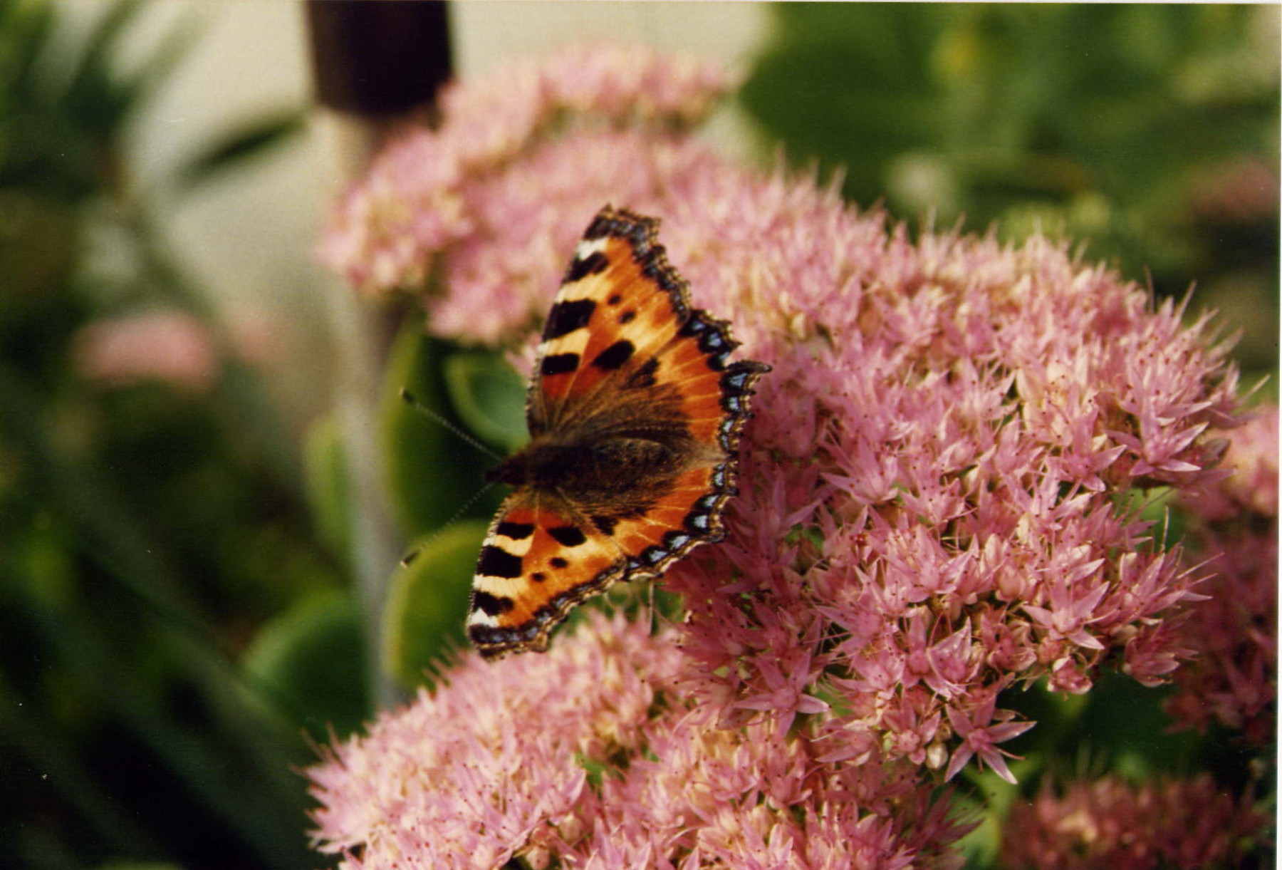 Fonds d'cran Animaux Insectes - Papillons Vanesse de l'ortie