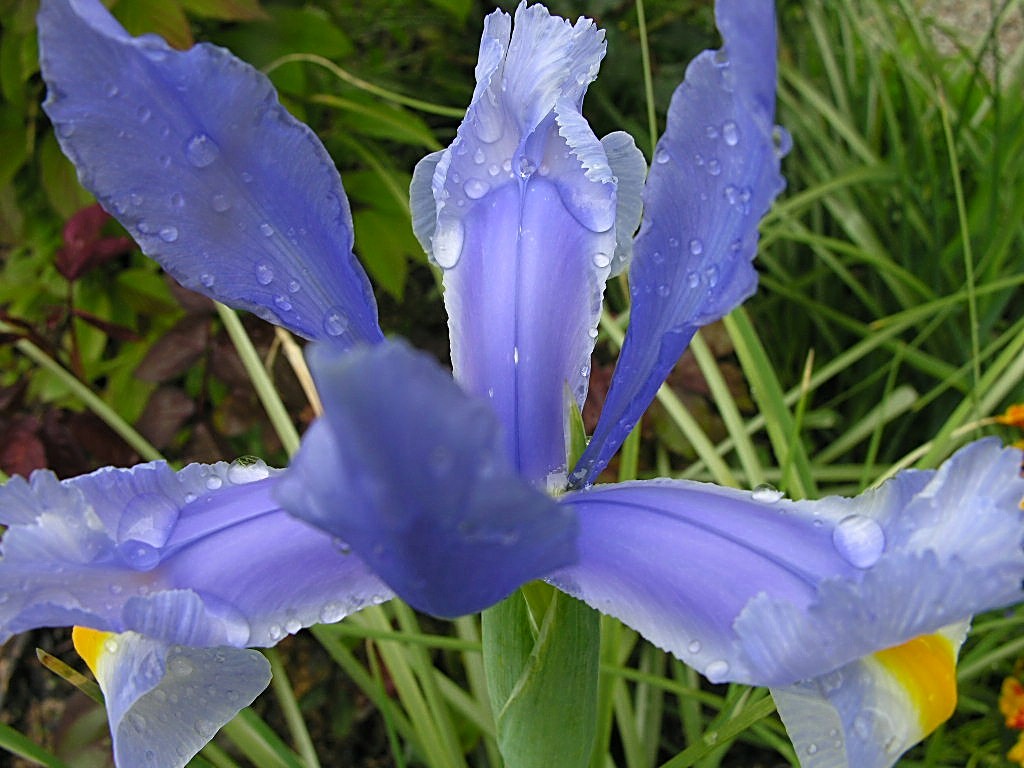 Fonds d'cran Nature Fleurs Appel de chaleur