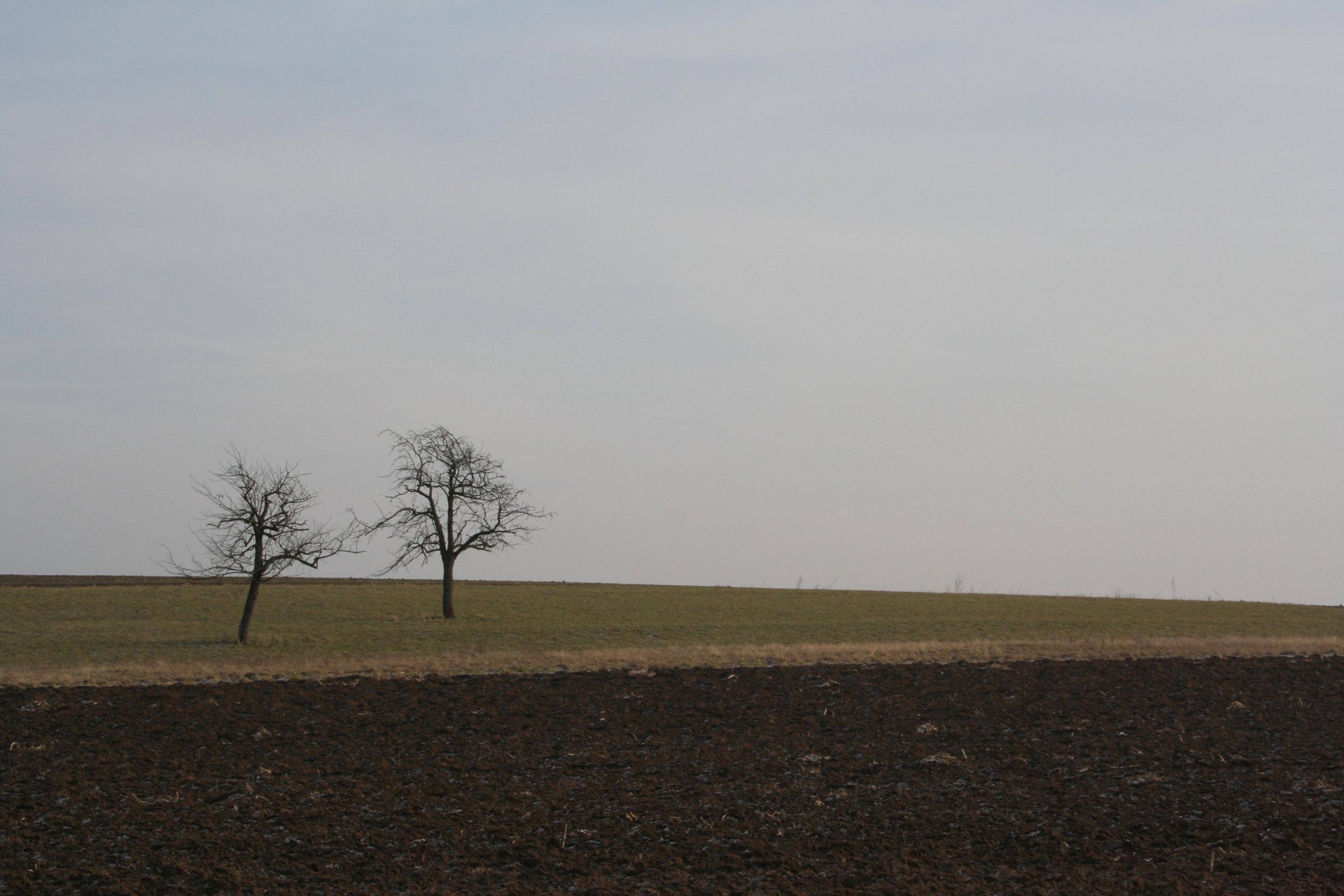 Wallpapers Nature Trees - Forests Chemin des Cerisiers