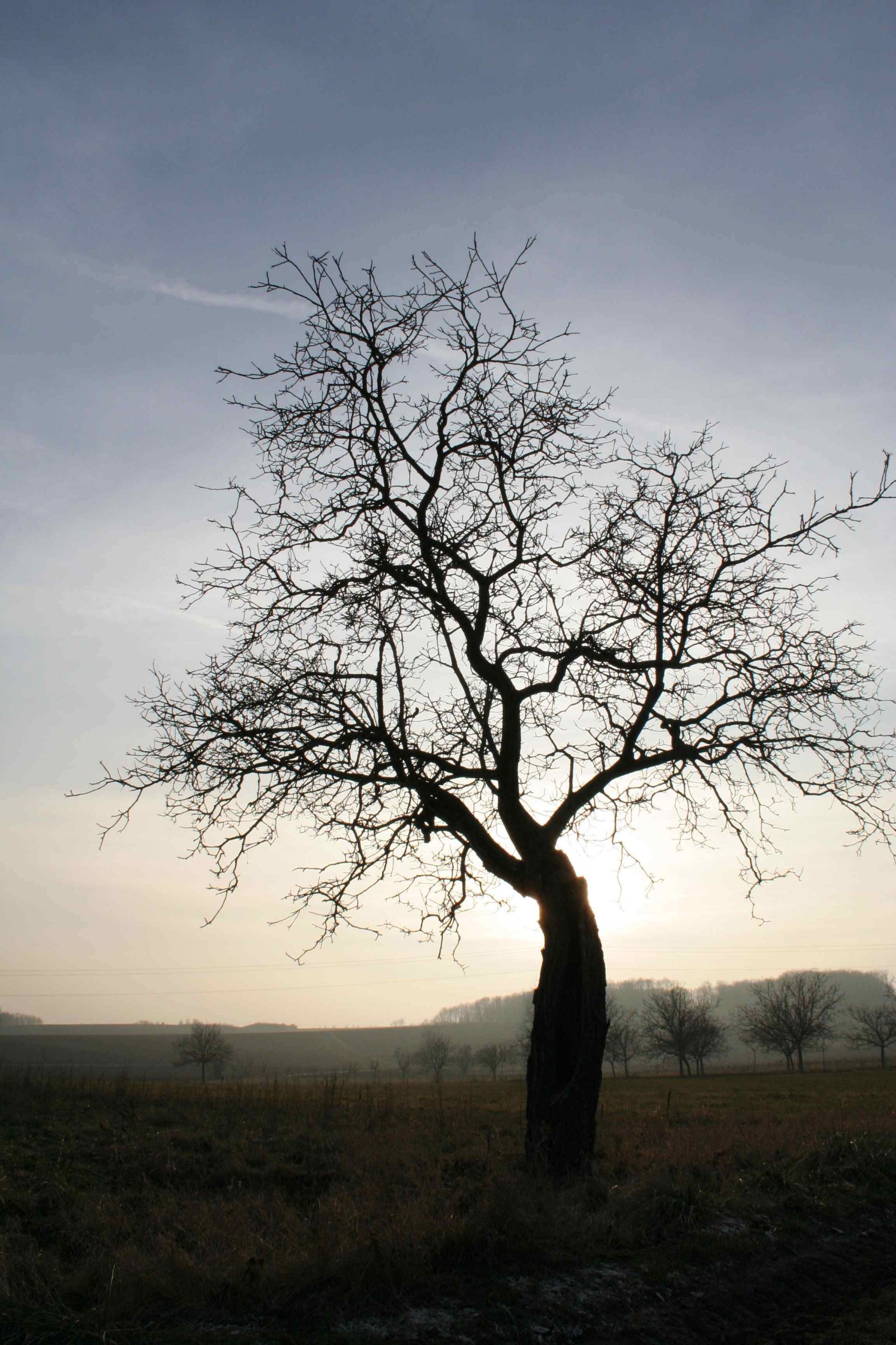 Fonds d'cran Nature Arbres - Forêts Chemin des Cerisiers 2