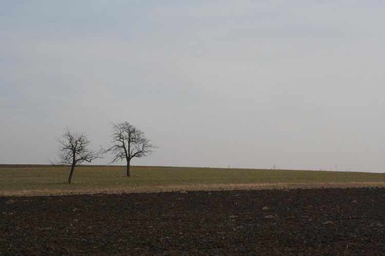 Fonds d'cran Nature Arbres - Forts Chemin des Cerisiers