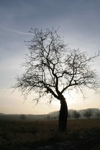 Fonds d'cran Nature Arbres - Forts Chemin des Cerisiers 2