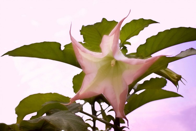 Wallpapers Nature Flowers Datura au jour finissant.