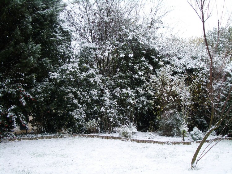 Fonds d'cran Nature Parcs - Jardins Mon jardin sous la neige