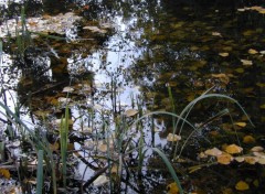 Fonds d'cran Nature Reflets