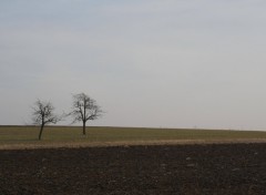 Fonds d'cran Nature Chemin des Cerisiers