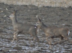 Fonds d'cran Animaux Chemin des Cerisiers 3