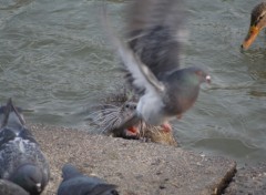 Fonds d'cran Animaux L'attaque du ragondin !