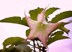 Wallpapers Nature Datura au jour finissant.