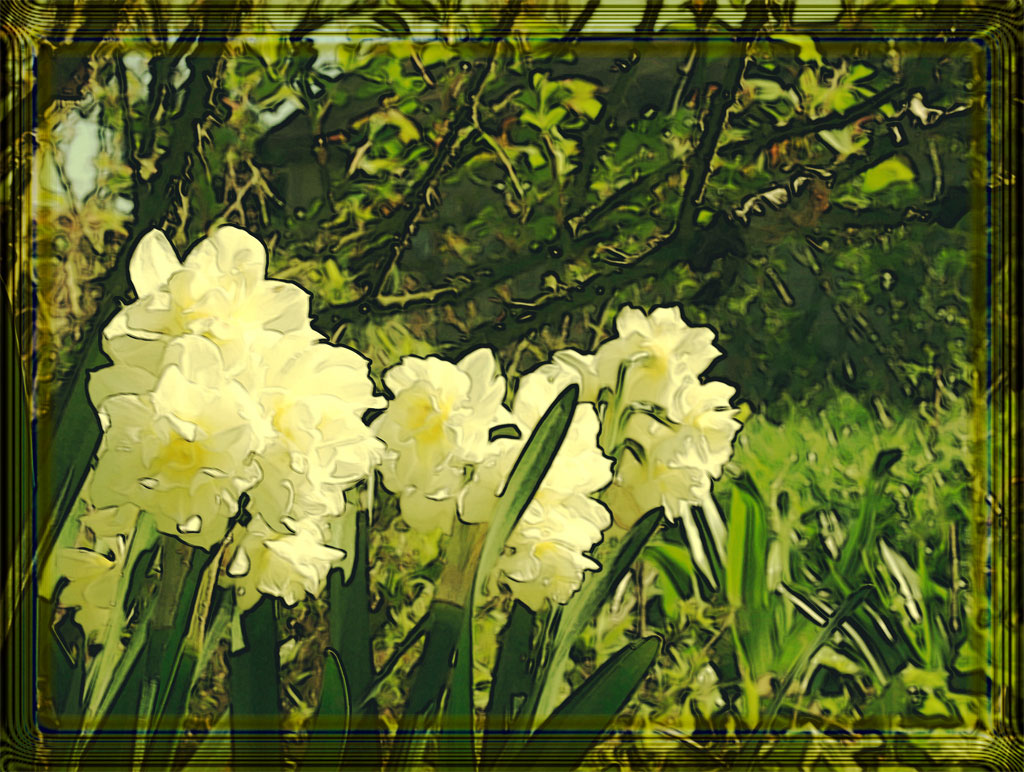 Fonds d'cran Nature Fleurs Jonquilles quand tu nous tiens.