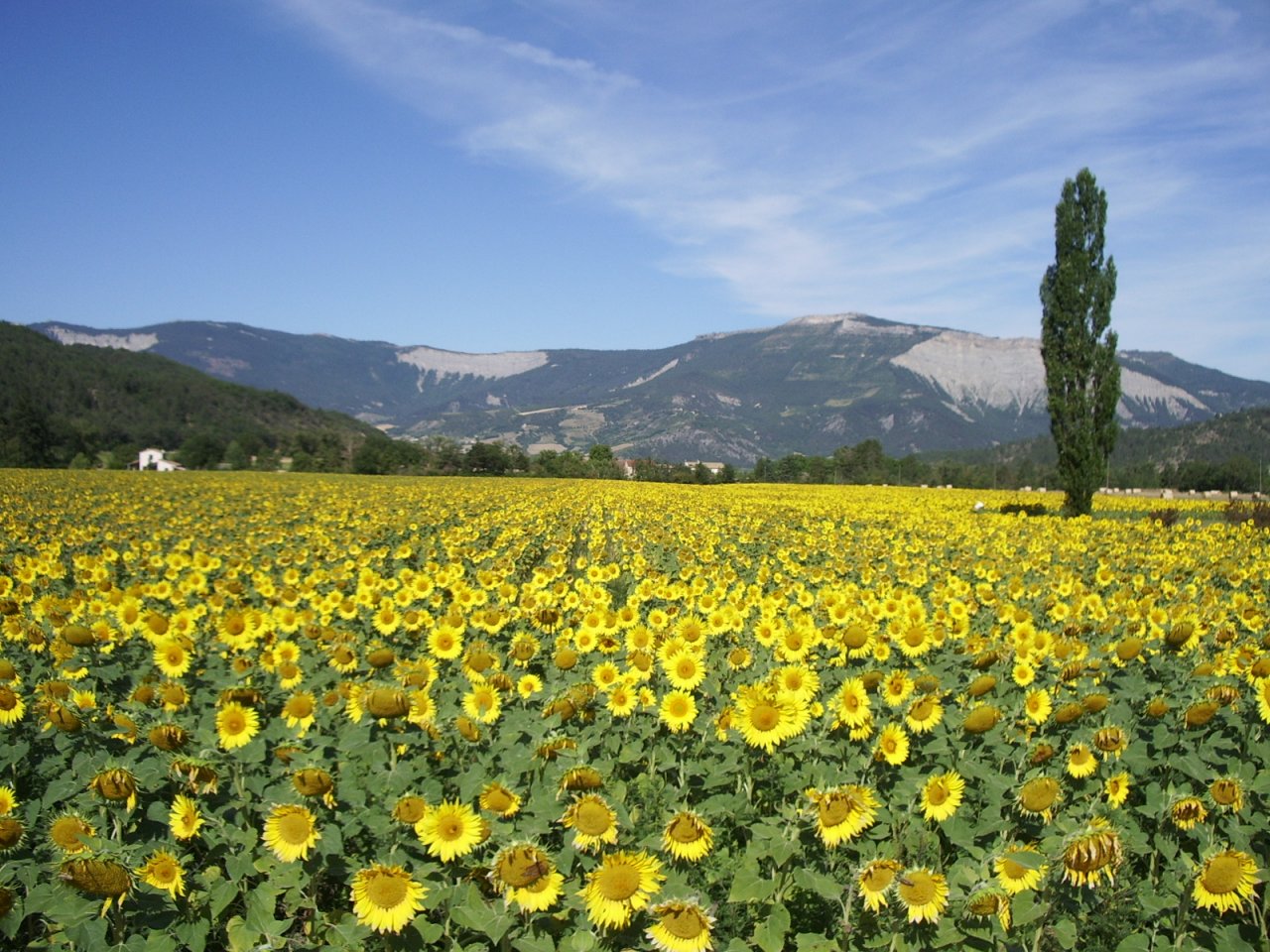 Fonds d'cran Voyages : Europe France > Rhne-Alpes Tournesols en Drme Provenale