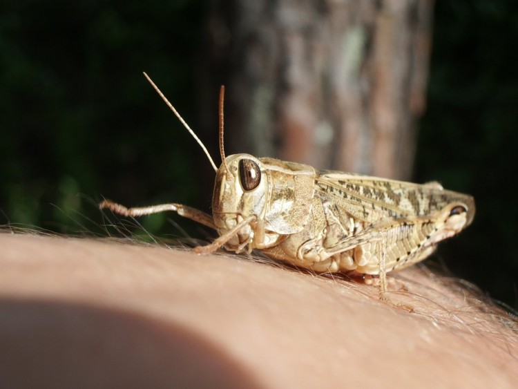 Wallpapers Animals Insects - Grasshoppers and Locusts mme pas peur !!