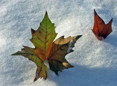 Fonds d'cran Nature Saison d'hiver