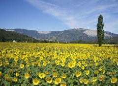 Fonds d'cran Voyages : Europe Tournesols en Drme Provenale