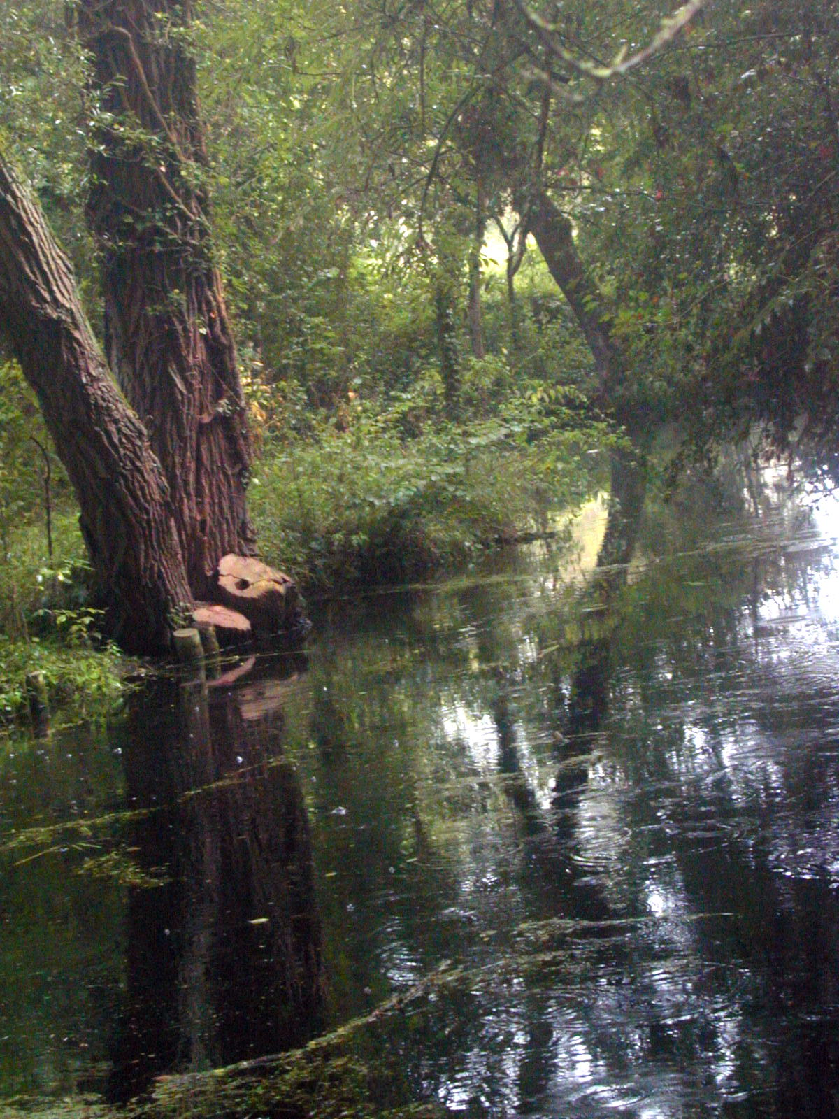 Wallpapers Nature Water - Reflection Reflets