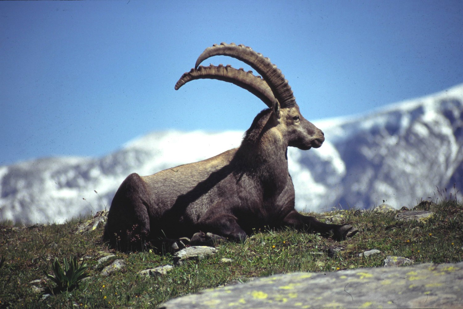 Fonds d'cran Animaux Divers Faune sauvage