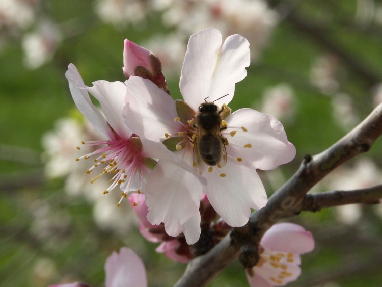 Fonds d'cran Nature Fleurs Fleurs