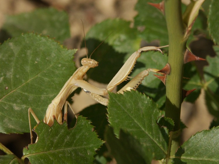 Wallpapers Animals Insects - Mantis Mante religieuse