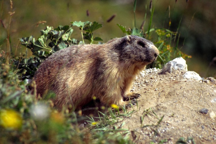 Fonds d'cran Animaux Rongeurs - Divers Faune sauvage