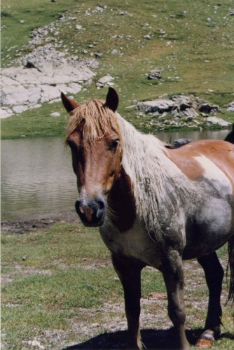 Fonds d'cran Animaux Chevaux Cheval en libert dans les Pyrnes