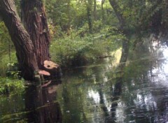 Fonds d'cran Nature Reflets