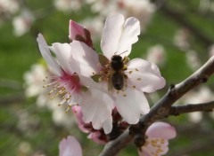 Fonds d'cran Nature Fleurs