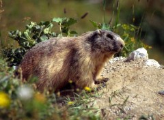 Fonds d'cran Animaux Faune sauvage