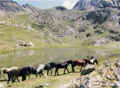 Fonds d'cran Animaux Chevaux en libert dans les Pyrnes