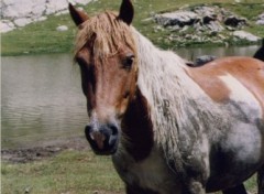 Fonds d'cran Animaux Cheval en libert dans les Pyrnes