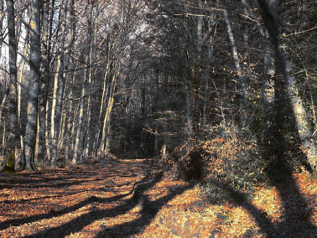 Wallpapers Nature Seasons - Fall Chemin de randonne