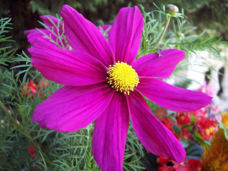 Fonds d'cran Nature Fleurs Fleur