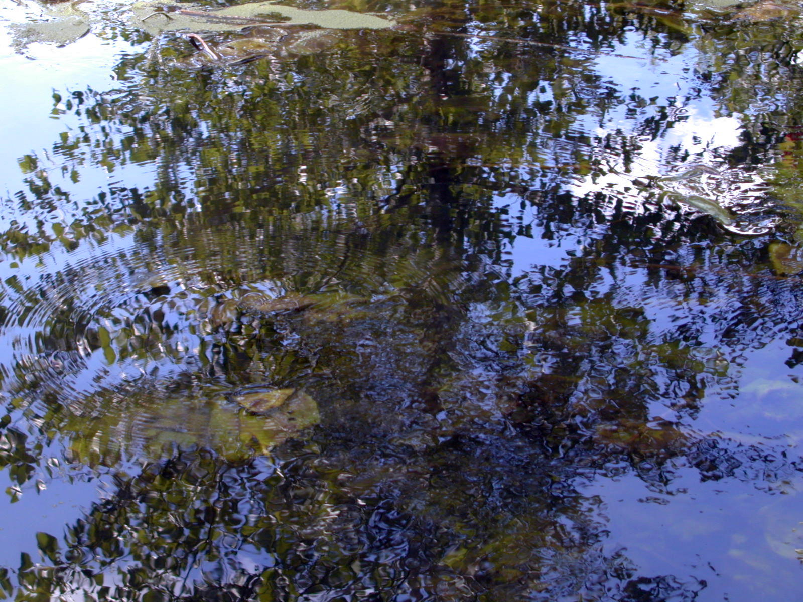 Wallpapers Nature Water - Reflection Reflets