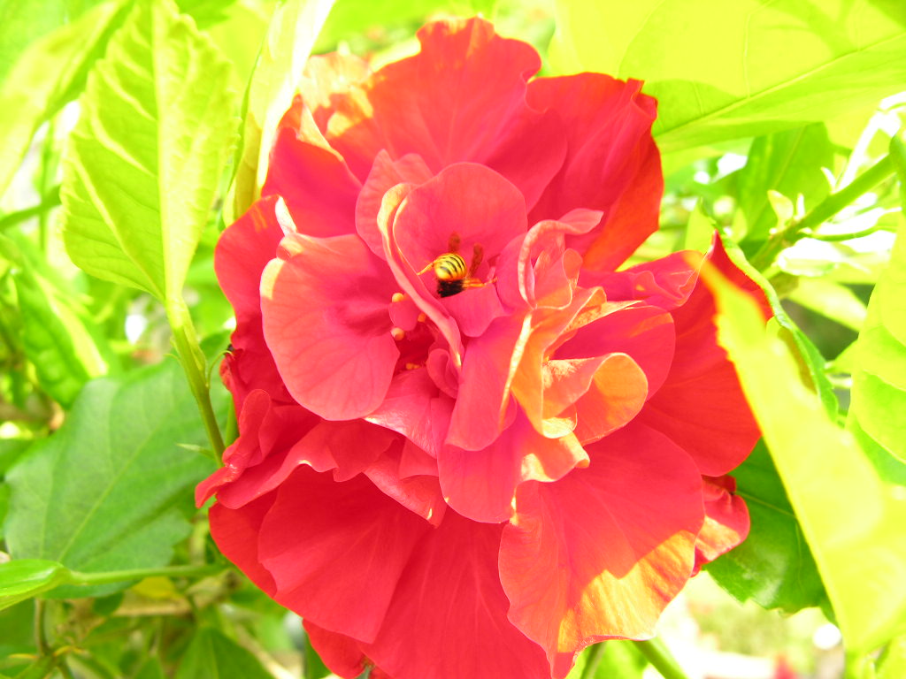 Fonds d'cran Nature Fleurs Hibiscus