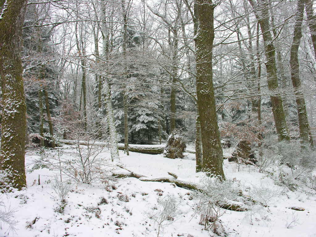 Fonds d'cran Nature Arbres - Forts 