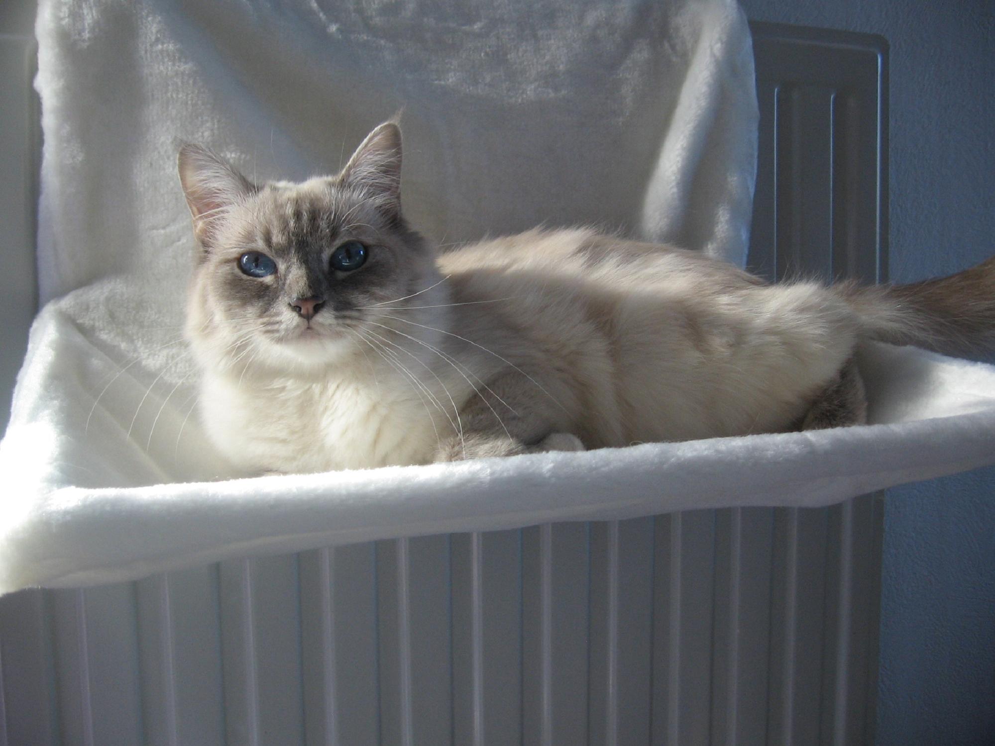 Fonds d'cran Animaux Chats - Chatons Vnus dans son nouveau hamac ;-)