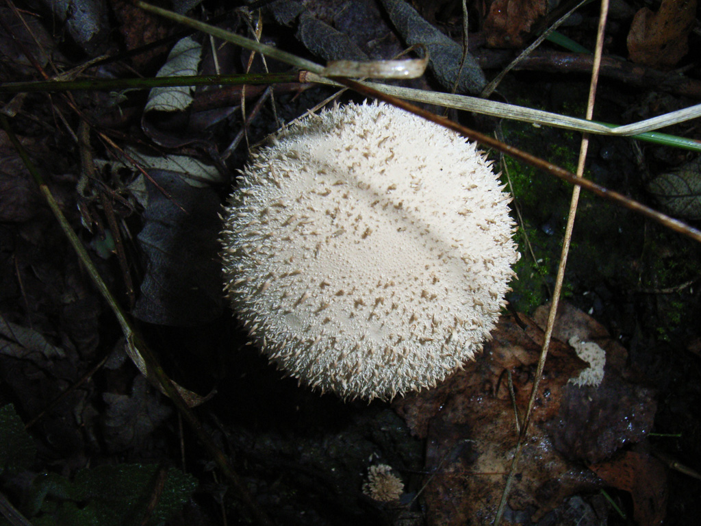 Fonds d'cran Nature Champignons Champignons Vaporeux