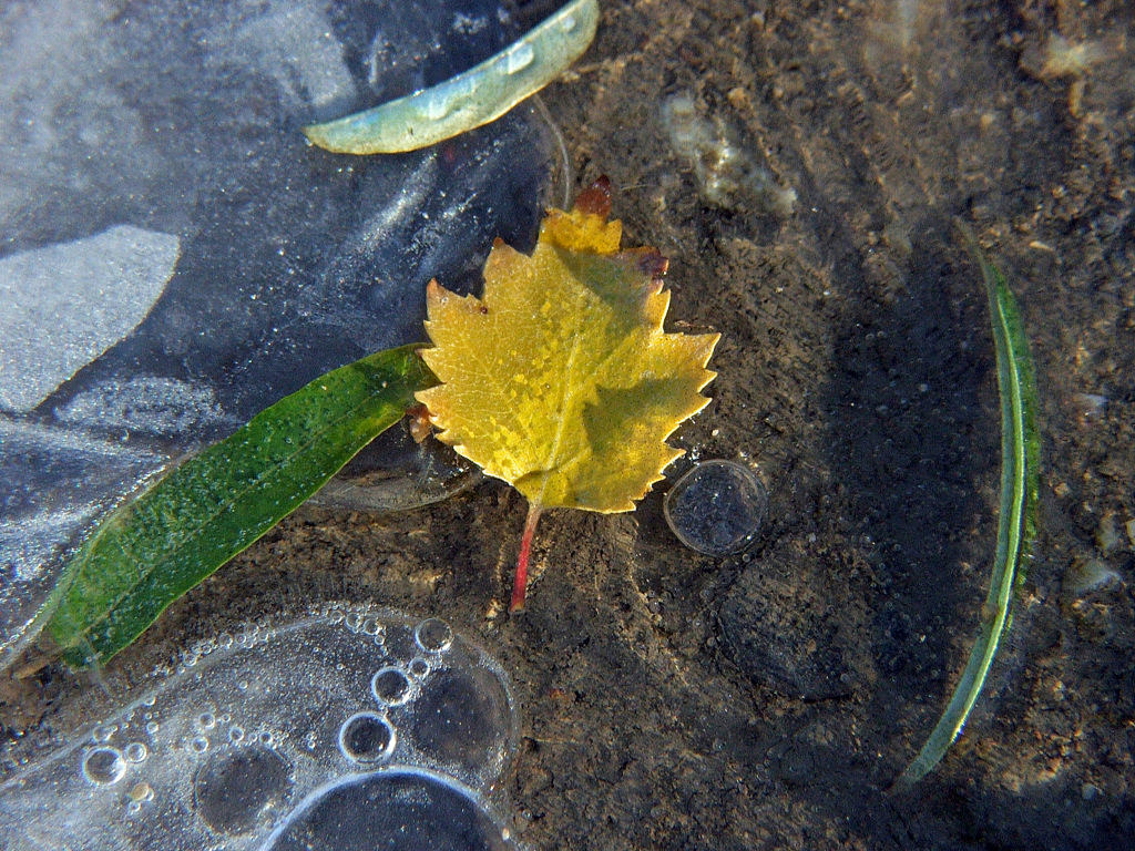 Fonds d'cran Nature Feuilles - Feuillages Saison du gel